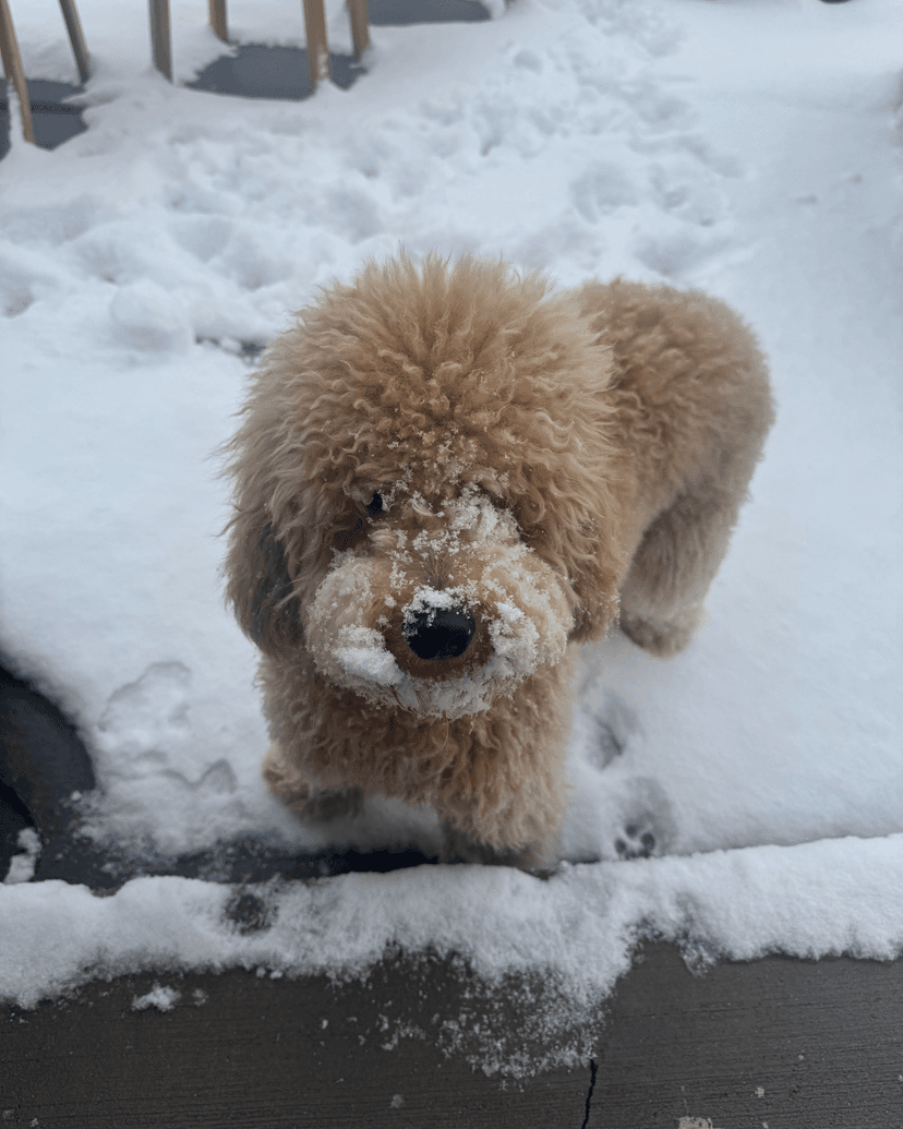 Newton in fresh snow